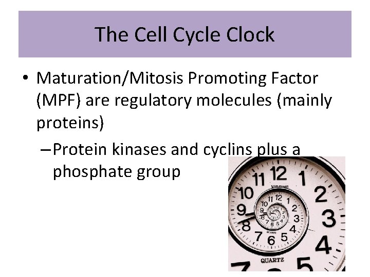 The Cell Cycle Clock • Maturation/Mitosis Promoting Factor (MPF) are regulatory molecules (mainly proteins)