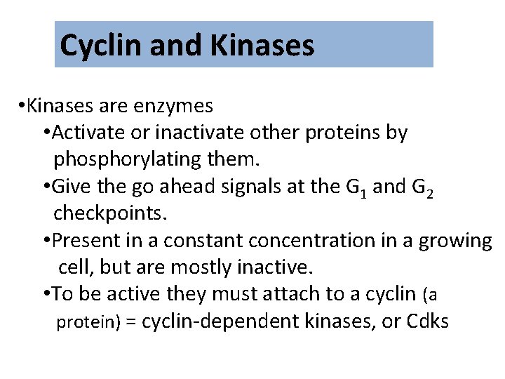 Cyclin and Kinases • Kinases are enzymes • Activate or inactivate other proteins by