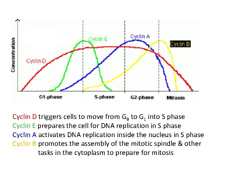 Cyclin D triggers cells to move from G 0 to G 1 into S