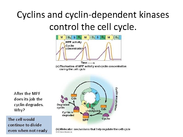 Cyclins and cyclin-dependent kinases control the cell cycle. After the MPF does its job