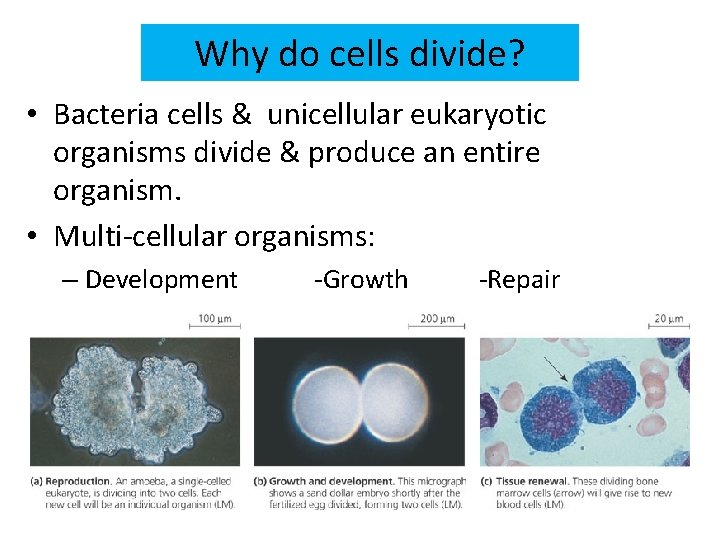 Why do cells divide? • Bacteria cells & unicellular eukaryotic organisms divide & produce