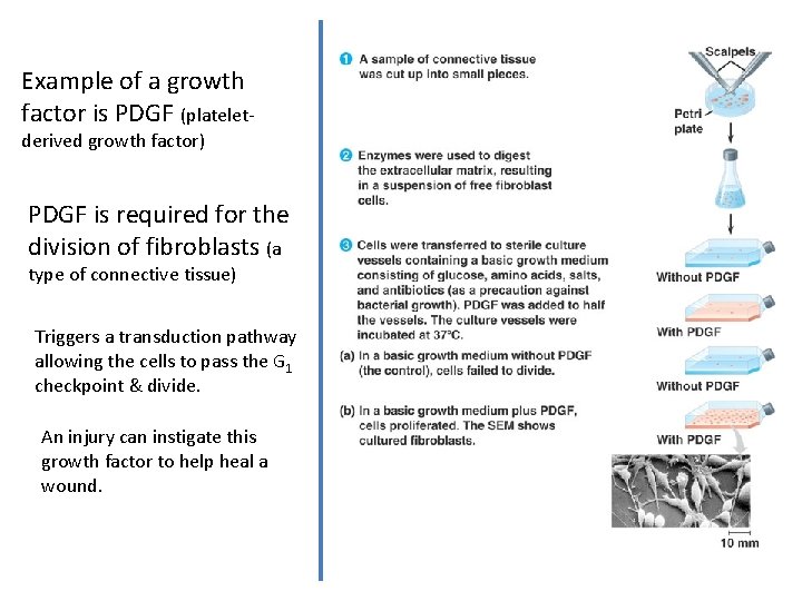 Example of a growth factor is PDGF (plateletderived growth factor) PDGF is required for