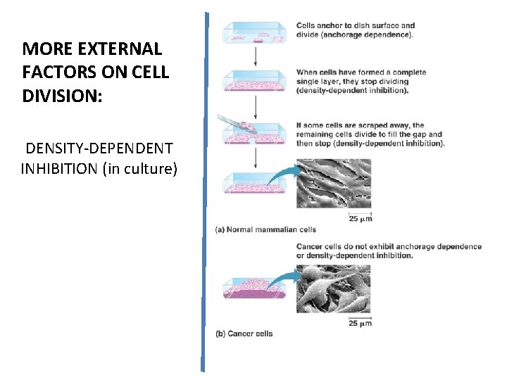 MORE EXTERNAL FACTORS ON CELL DIVISION: DENSITY-DEPENDENT INHIBITION (in culture) 