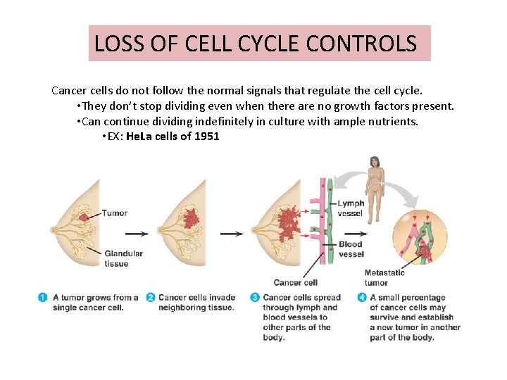 LOSS OF CELL CYCLE CONTROLS Cancer cells do not follow the normal signals that