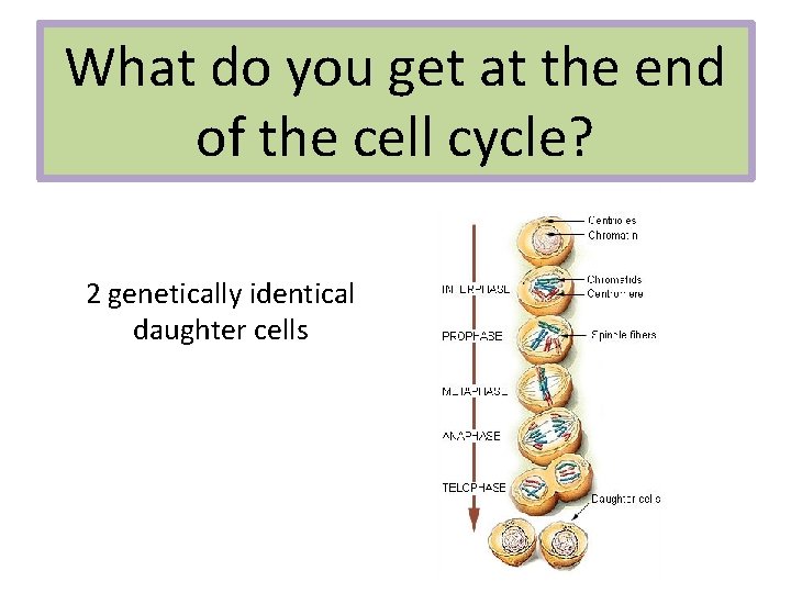 What do you get at the end of the cell cycle? 2 genetically identical