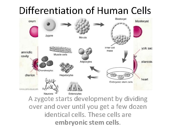 Differentiation of Human Cells A zygote starts development by dividing over and over until