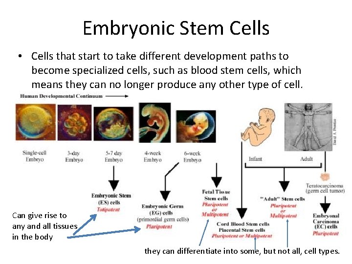 Embryonic Stem Cells • Cells that start to take different development paths to become