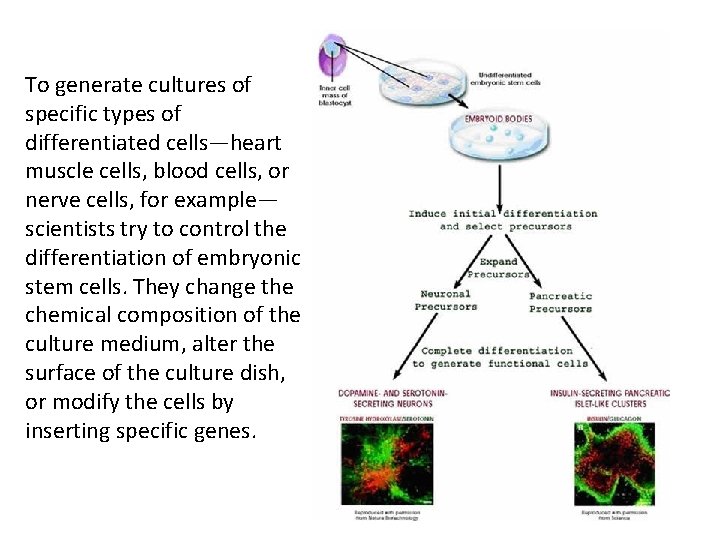 To generate cultures of specific types of differentiated cells—heart muscle cells, blood cells, or
