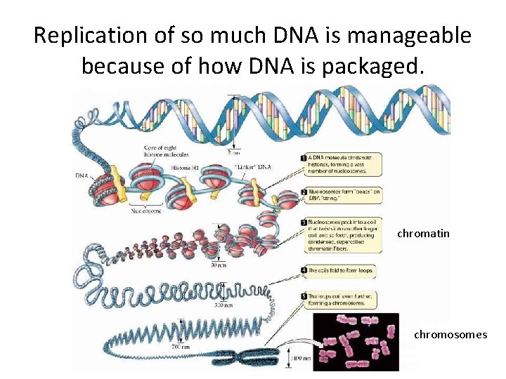 Replication of so much DNA is manageable because of how DNA is packaged. chromatin