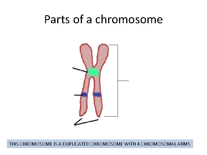 Parts of a chromosome THIS CHROMOSOME IS A DUPLICATED CHROMOSOME WITH 4 CHROMOSOMAL ARMS