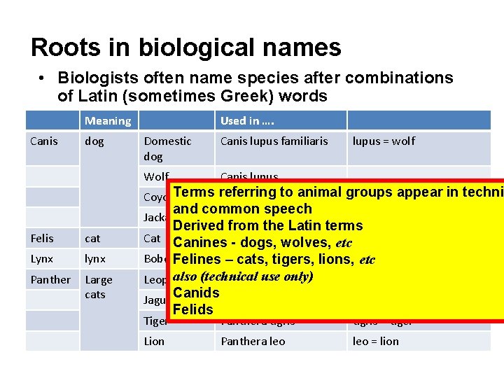 Roots in biological names • Biologists often name species after combinations of Latin (sometimes