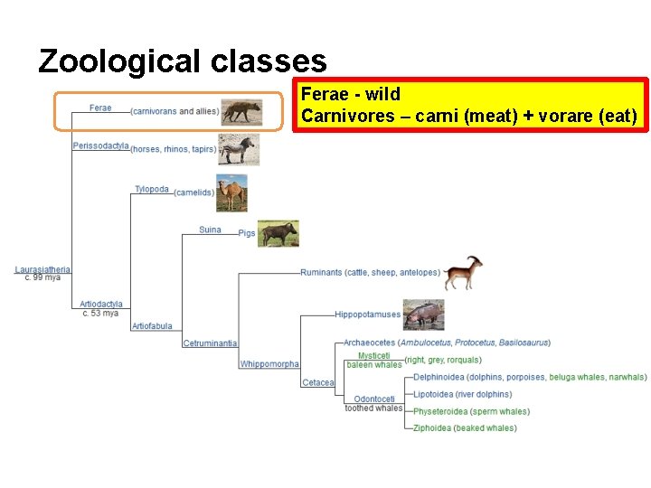Zoological classes Ferae - wild Carnivores – carni (meat) + vorare (eat) 
