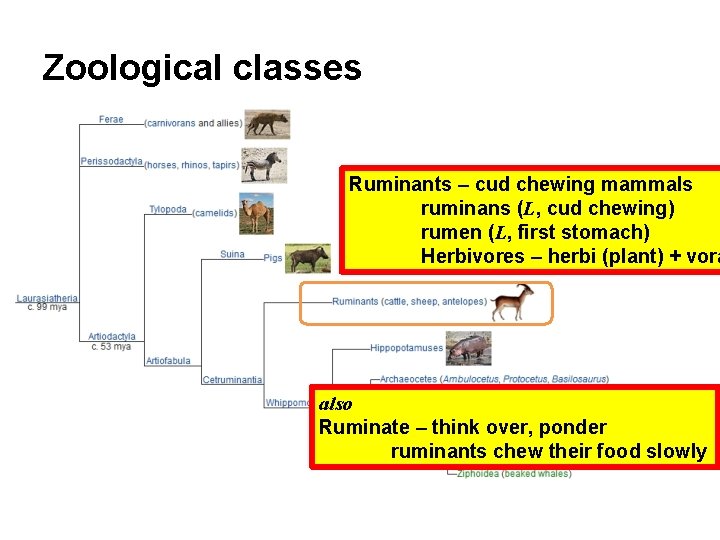 Zoological classes Ruminants – cud chewing mammals ruminans (L, cud chewing) rumen (L, first