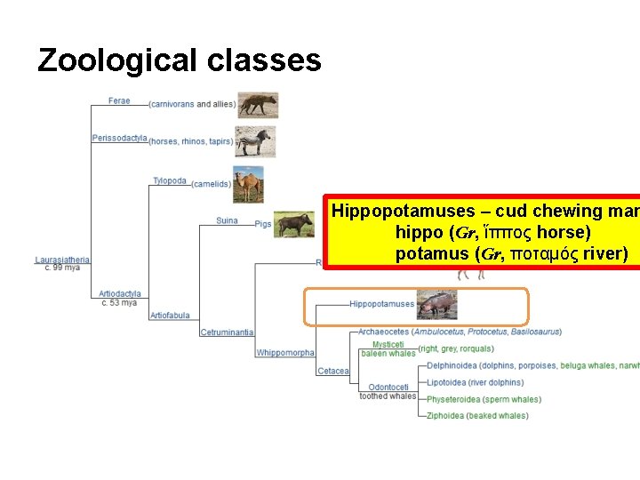 Zoological classes Hippopotamuses – cud chewing mam hippo (Gr, ἵππος horse) potamus (Gr, ποταμός