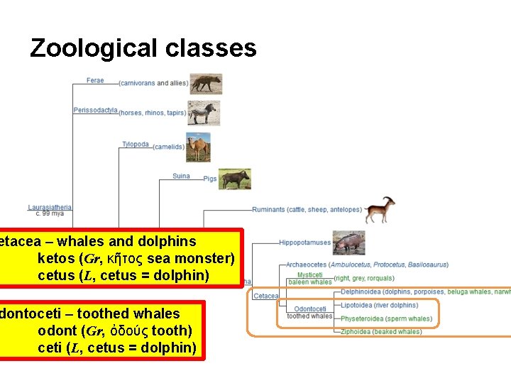 Zoological classes etacea – whales and dolphins ketos (Gr, κῆτος sea monster) cetus (L,