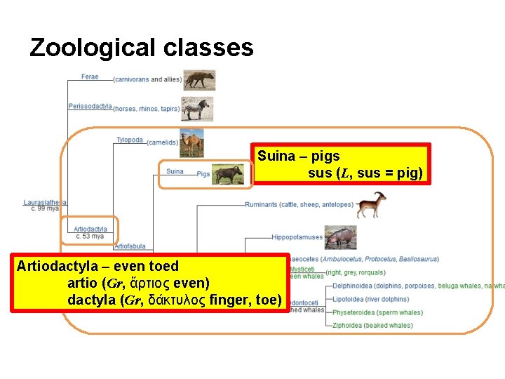 Zoological classes Suina – pigs sus (L, sus = pig) Artiodactyla – even toed