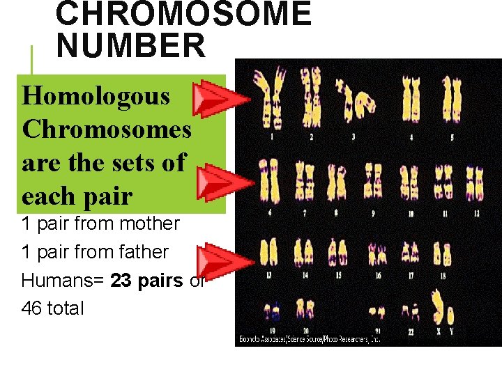 CHROMOSOME NUMBER Different # for different Homologous species Chromosomes Full set = 2 N=Diploid