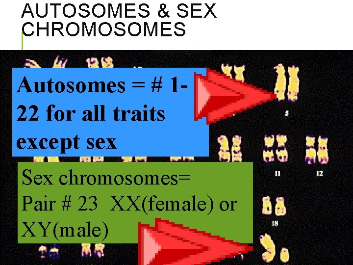AUTOSOMES & SEX CHROMOSOMES Autosomes = # 122 for all traits except sex Sex