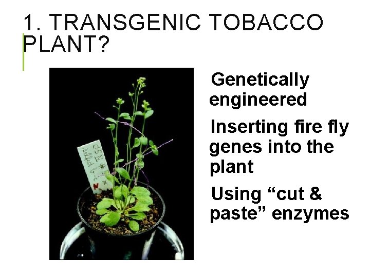 1. TRANSGENIC TOBACCO PLANT? Genetically engineered Inserting fire fly genes into the plant Using