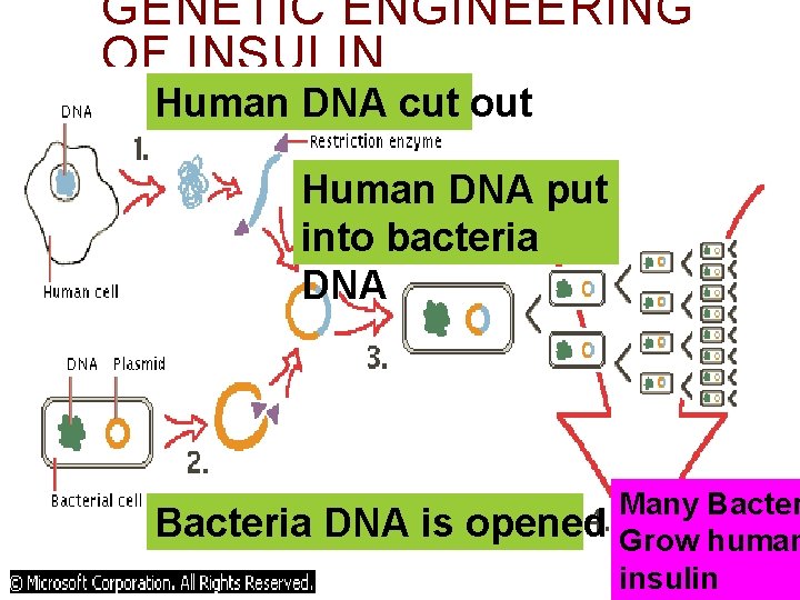 GENETIC ENGINEERING OF INSULIN Human DNA cut out Human DNA put into bacteria DNA