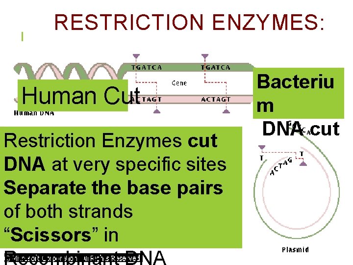 RESTRICTION ENZYMES: Human Cut Restriction Enzymes cut DNA at very specific sites Separate the