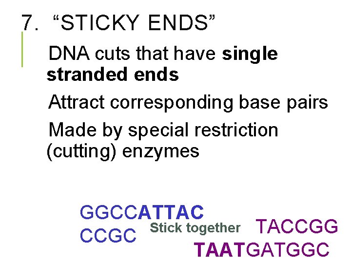 7. “STICKY ENDS” DNA cuts that have single stranded ends Attract corresponding base pairs