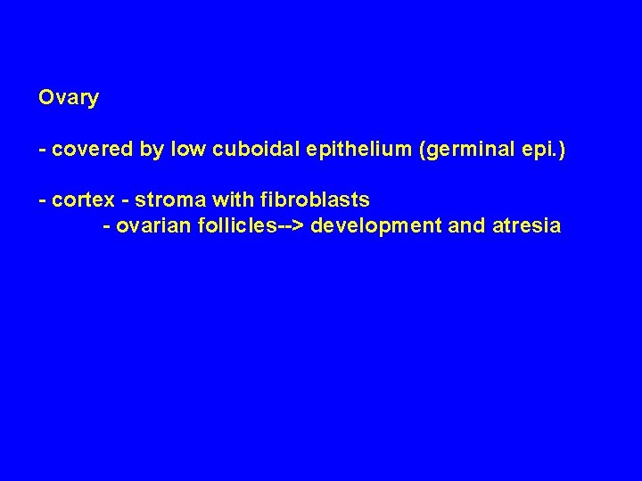 Ovary - covered by low cuboidal epithelium (germinal epi. ) - cortex - stroma