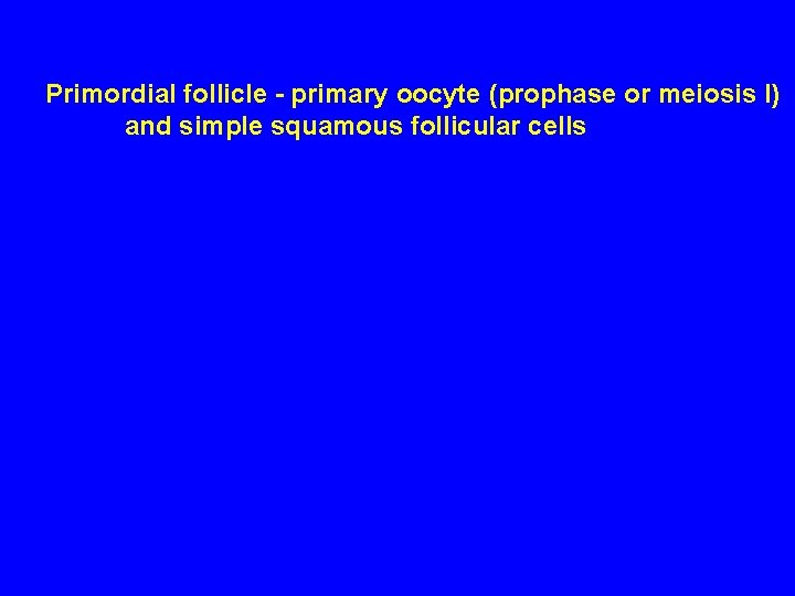 Primordial follicle - primary oocyte (prophase or meiosis I) and simple squamous follicular cells