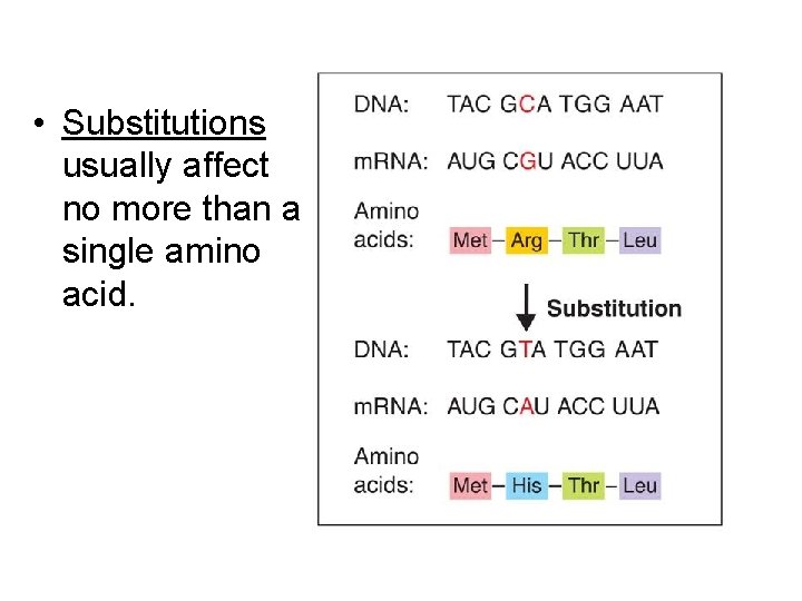  • Substitutions usually affect no more than a single amino acid. 