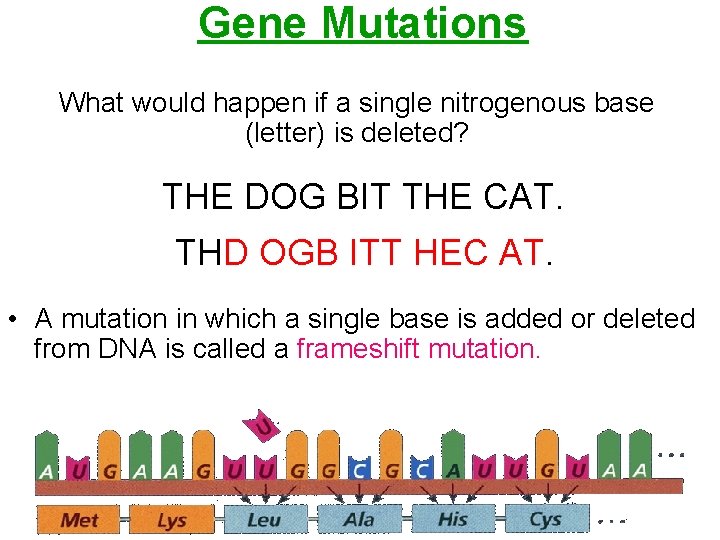 Gene Mutations What would happen if a single nitrogenous base (letter) is deleted? THE