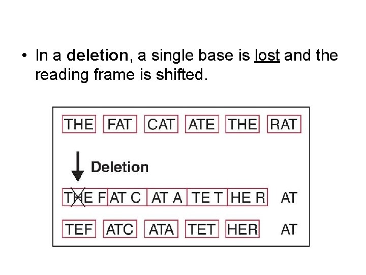  • In a deletion, a single base is lost and the reading frame