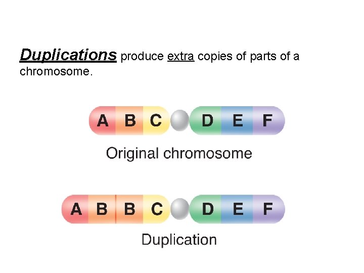 Duplications produce extra copies of parts of a chromosome. 