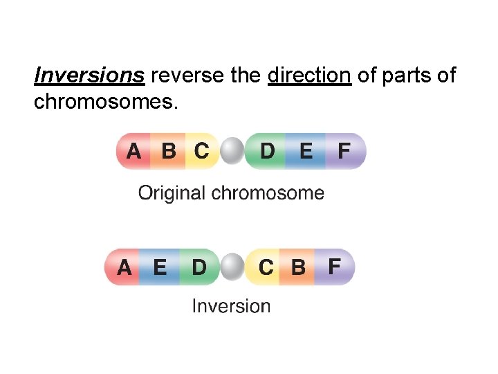Inversions reverse the direction of parts of chromosomes. 