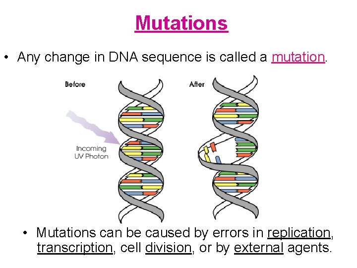 Mutations • Any change in DNA sequence is called a mutation. • Mutations can