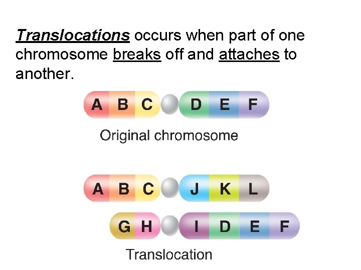 Translocations occurs when part of one chromosome breaks off and attaches to another. Copyright