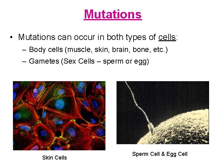 Mutations • Mutations can occur in both types of cells: – Body cells (muscle,