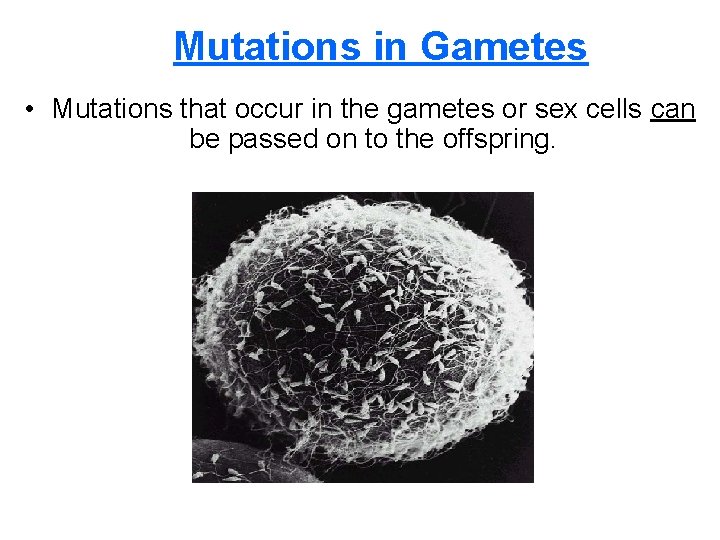 Mutations in Gametes • Mutations that occur in the gametes or sex cells can