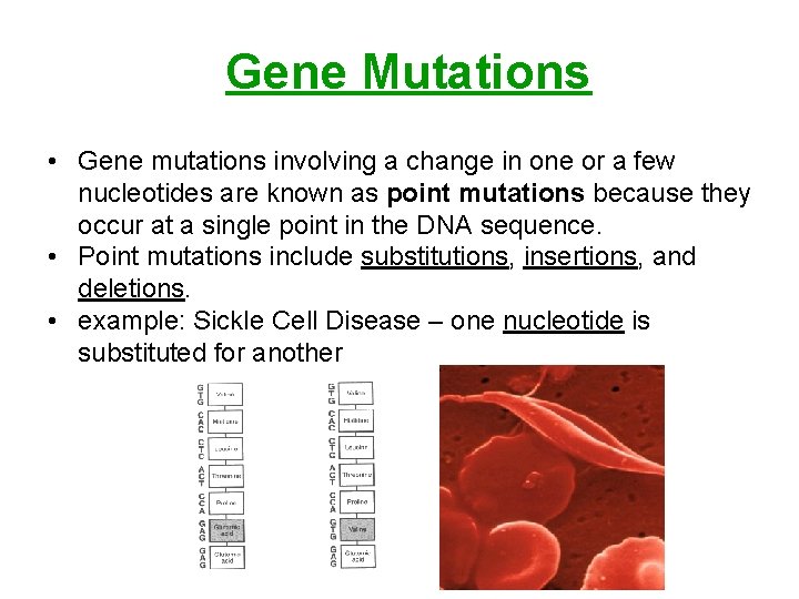 Gene Mutations • Gene mutations involving a change in one or a few nucleotides