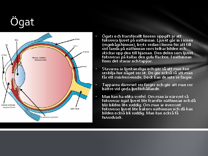 Ögat • Ögats och framförallt linsens uppgift är att fokusera ljuset på näthinnan. Ljuset