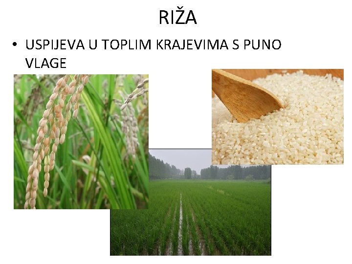 RIŽA • USPIJEVA U TOPLIM KRAJEVIMA S PUNO VLAGE 