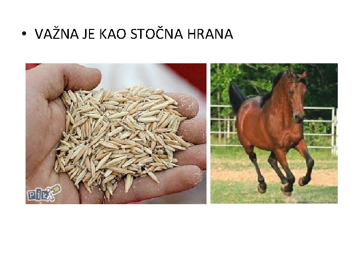  • VAŽNA JE KAO STOČNA HRANA 