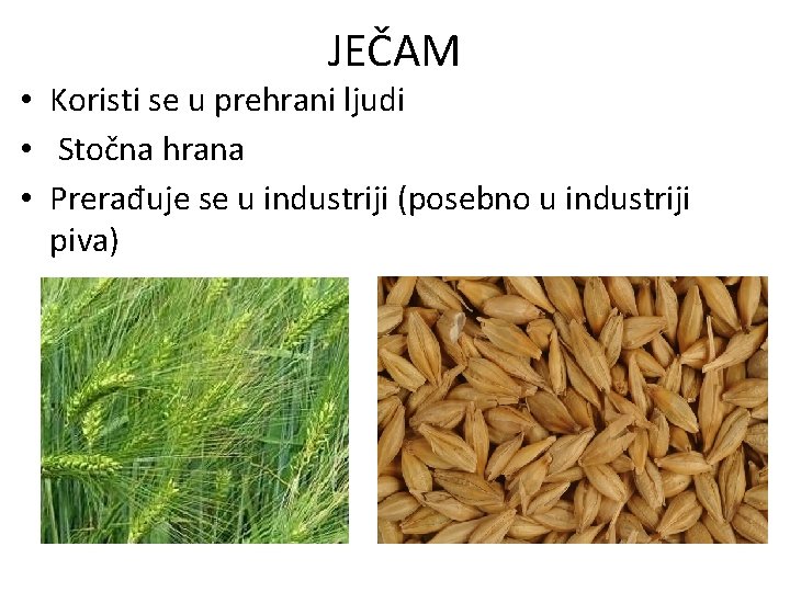 JEČAM • Koristi se u prehrani ljudi • Stočna hrana • Prerađuje se u