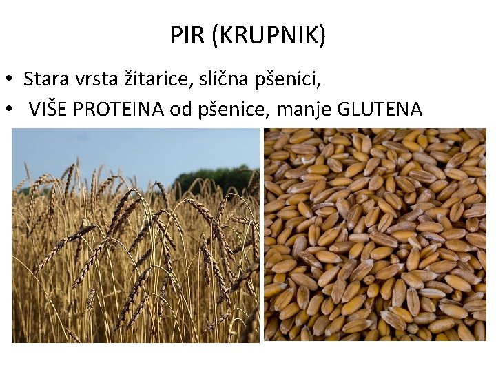 PIR (KRUPNIK) • Stara vrsta žitarice, slična pšenici, • VIŠE PROTEINA od pšenice, manje