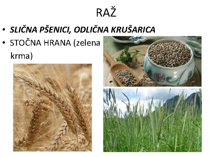 RAŽ • SLIČNA PŠENICI, ODLIČNA KRUŠARICA • STOČNA HRANA (zelena krma) 