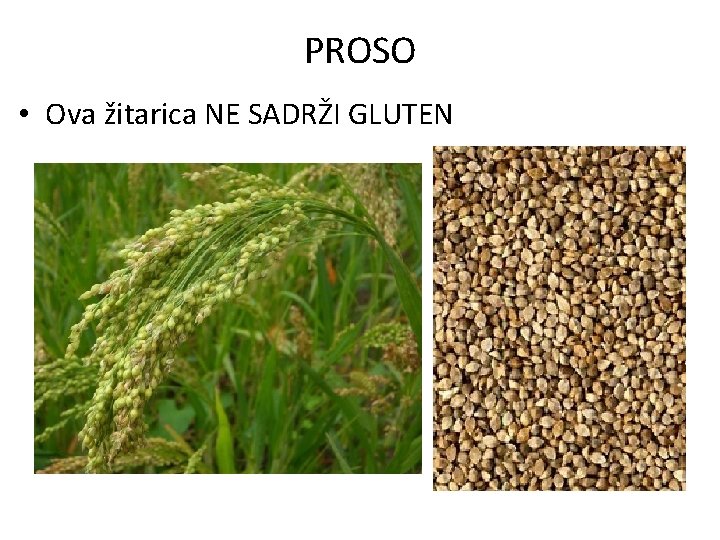 PROSO • Ova žitarica NE SADRŽI GLUTEN 