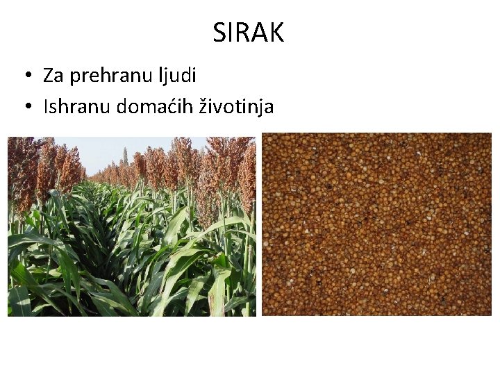 SIRAK • Za prehranu ljudi • Ishranu domaćih životinja 