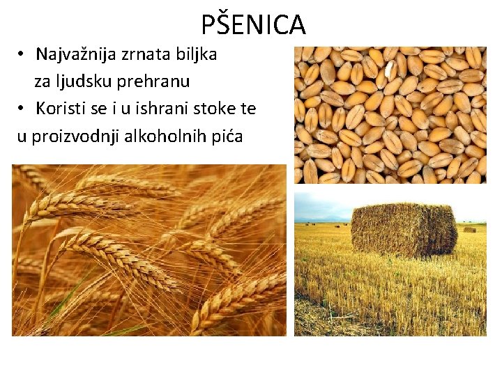 PŠENICA • Najvažnija zrnata biljka za ljudsku prehranu • Koristi se i u ishrani