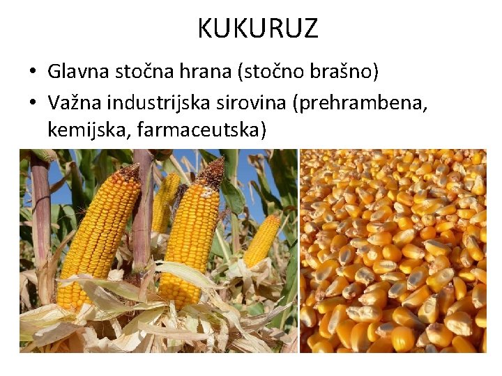 KUKURUZ • Glavna stočna hrana (stočno brašno) • Važna industrijska sirovina (prehrambena, kemijska, farmaceutska)