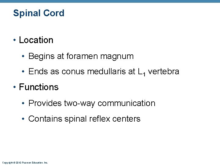Spinal Cord • Location • Begins at foramen magnum • Ends as conus medullaris