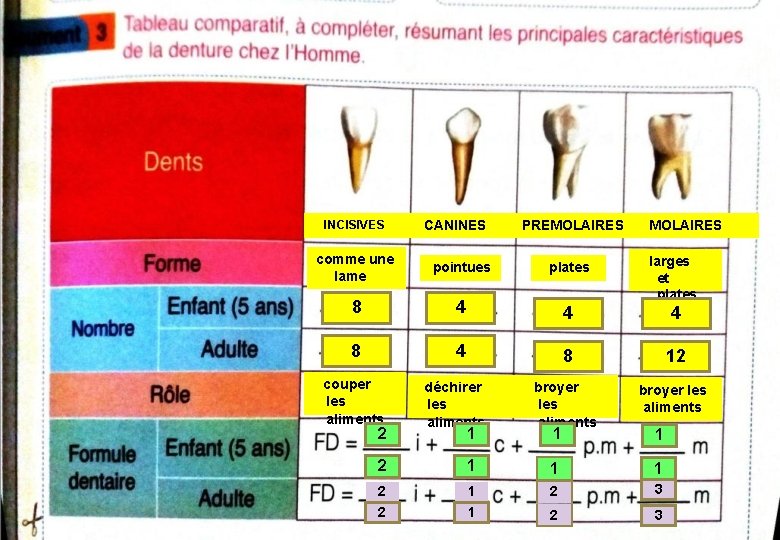 INCISIVES CANINES PREMOLAIRES comme une lame pointues plates 8 4 larges et plates 4